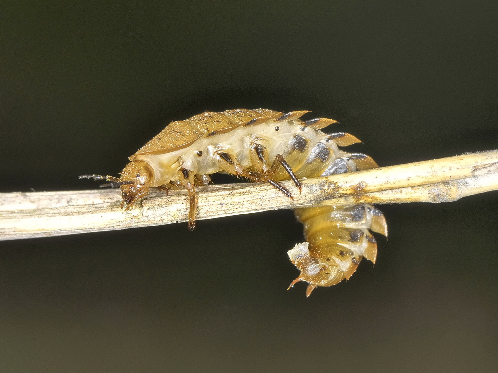 Larva di Carabidae? no, di Silphidae: Silpha obscura